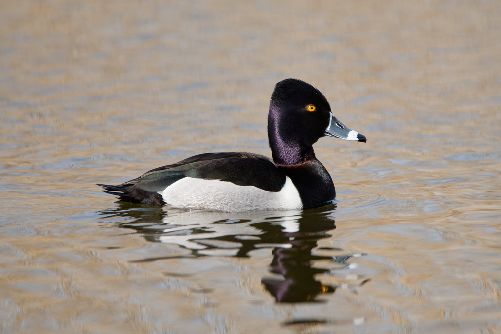 Ring-Necked Duck